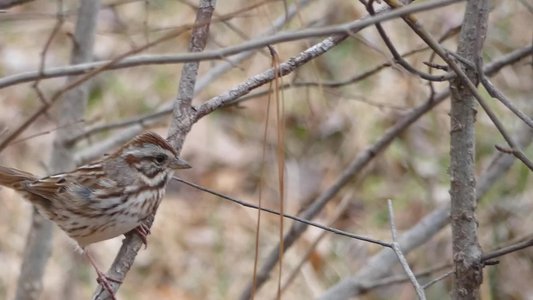 20190310 - Lake Crabtree - Song Sparrow 2