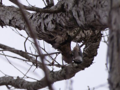 20190310 - Lake Crabtree - White-breasted Nuthatch