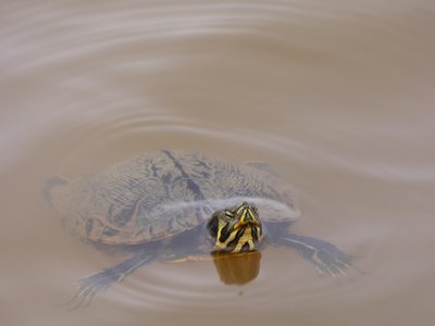 20190310 - Lake Crabtree - Yellow-bellied Slider