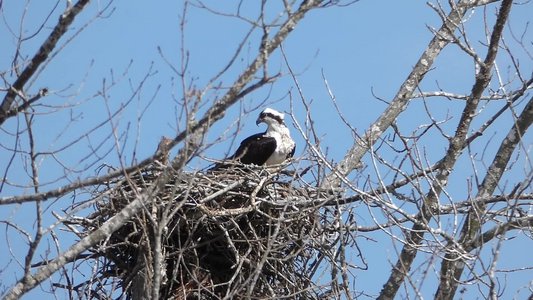 20190313 - Blue Jay Point - Osprey 1