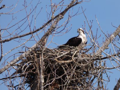 20190313 - Blue Jay Point - Osprey 2