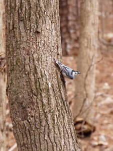 20190313 - Blue Jay Point - White-breasted Nuthatch 1