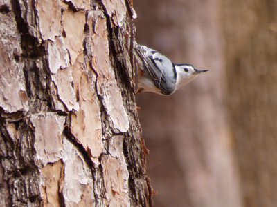 20190313 - Blue Jay Point - White-breasted Nuthatch 2