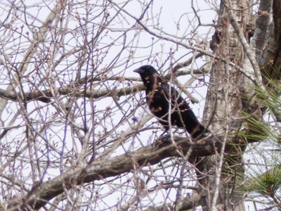 20190316 - Lake Betz - American Crow