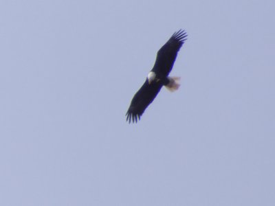 20190316 - Lake Betz - Bald Eagle 1