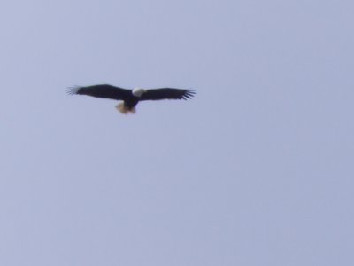 20190316 - Lake Betz - Bald Eagle 2