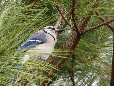 20190316 - Lake Betz - Blue Jay 1