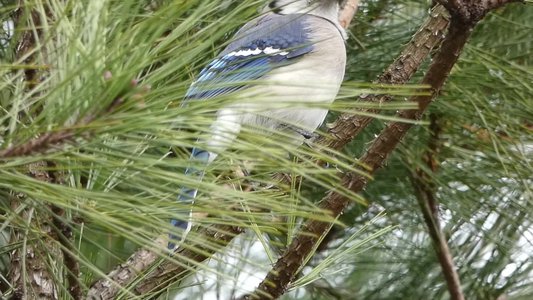 20190316 - Lake Betz - Blue Jay 2