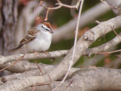 20190316 - Lake Betz - Chipping Sparrow