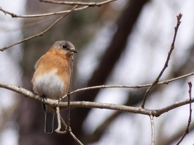 20190316 - Lake Betz - Eastern Bluebird 1