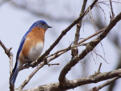 20190316 - Lake Betz - Eastern Bluebird 2