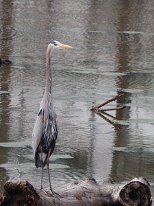 20190316 - Lake Betz - Great Blue Heron