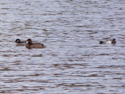 20190316 - Lake Betz - Lesser Scaup and Female Buffleheads