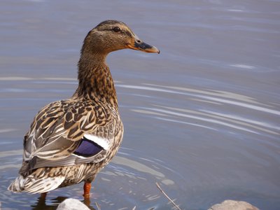 20190316 - Lake Betz - Mallard 1