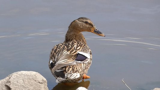 20190316 - Lake Betz - Mallard 2