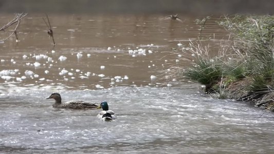 20190316 - Lake Betz - Mallards