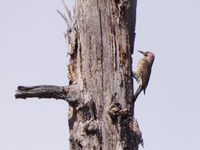 20190316 - Lake Betz - Northern Flicker 1