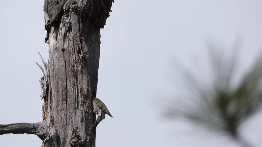 20190316 - Lake Betz - Northern Flicker 2