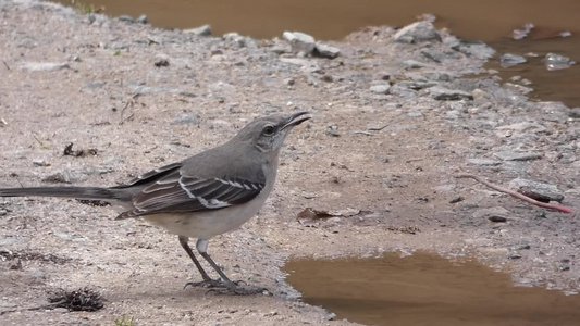 20190316 - Lake Betz - Northern Mockingbird 1