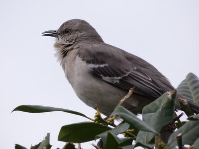 20190316 - Lake Betz - Northern Mockingbird 2