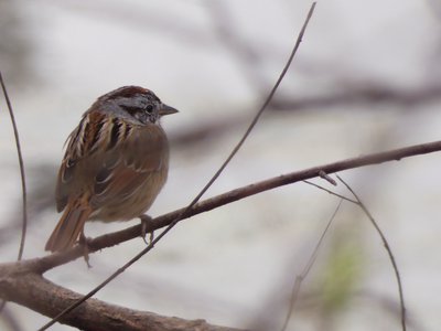 20190316 - Lake Betz - Song Sparrow