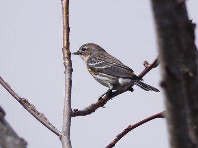 20190316 - Lake Betz - Yellow-rumped Warbler 2