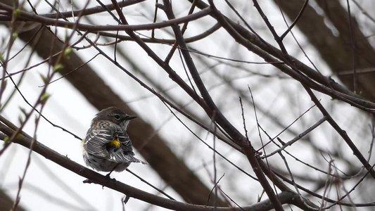 20190316 - Lake Betz - Yellow-rumped Warbler 3