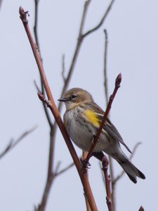 20190316 - Lake Betz - Yellow-rumped Warbler 4