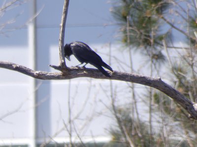 20190323 - Lake Betz - American Crow