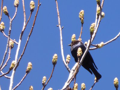 20190323 - Lake Betz - Brown-headed Cowbird