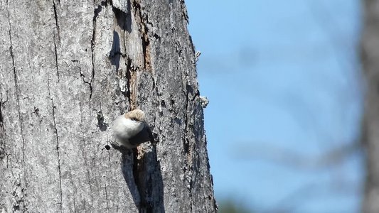 20190323 - Lake Betz - Brown-headed Nuthatch 2