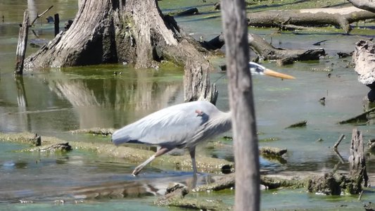 20190323 - Lake Betz - Great Blue Heron