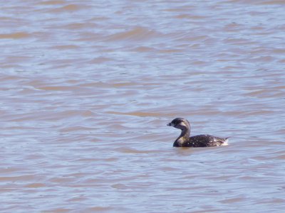 20190323 - Lake Betz - Pied-billed Grebe