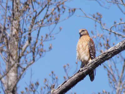 20190323 - Lake Betz - Red-shouldered Hawk 1