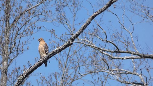 20190323 - Lake Betz - Red-shouldered Hawk 2