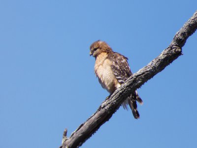 20190323 - Lake Betz - Red-shouldered Hawk 3