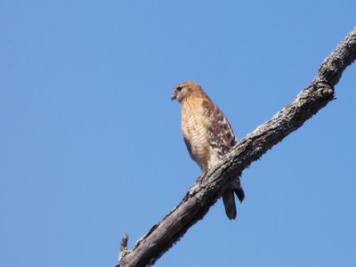 20190323 - Lake Betz - Red-shouldered Hawk 4