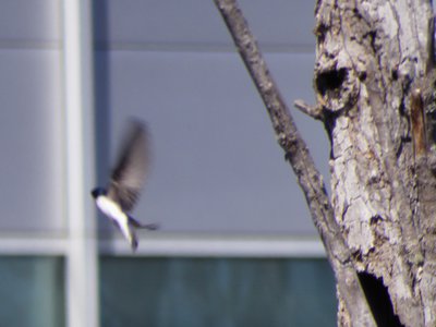 20190323 - Lake Betz - Tree Swallow