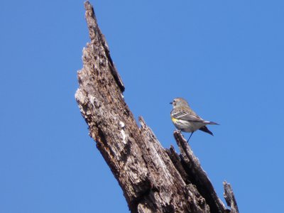 20190323 - Lake Betz - Yellow-rumped Warbler