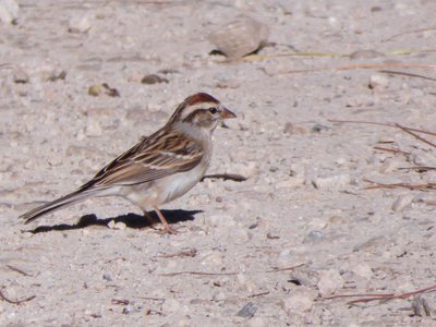 20190323 - Schenck Forest - Chipping Sparrow 1