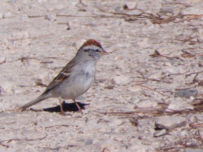 20190323 - Schenck Forest - Chipping Sparrow 2