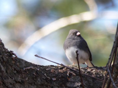 20190323 - Schenck Forest - Dark-eyed Junco 1