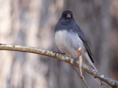 20190323 - Schenck Forest - Dark-eyed Junco 2