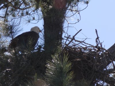 20190323 - Shelley Lake - Bald Eagle