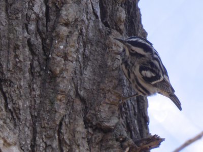 20190323 - Shelley Lake - Black-and-white Warbler 1