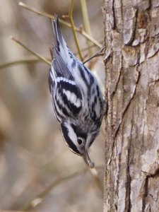 20190323 - Shelley Lake - Black-and-white Warbler 2