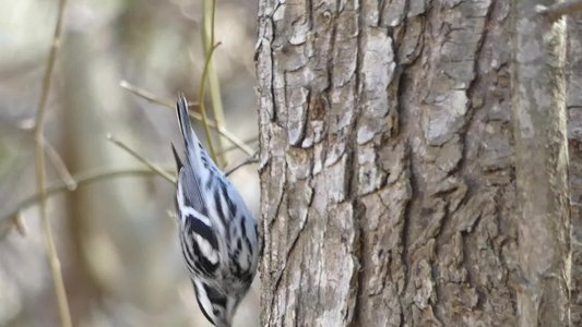 20190323 - Shelley Lake - Black-and-white Warbler 3