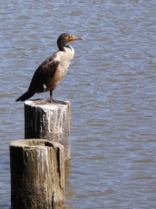 20190323 - Shelley Lake - Double-crested Cormorant 1