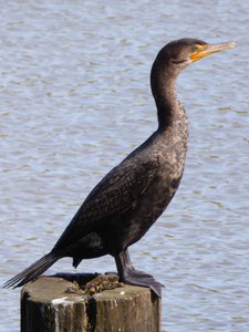 20190323 - Shelley Lake - Double-crested Cormorant 2