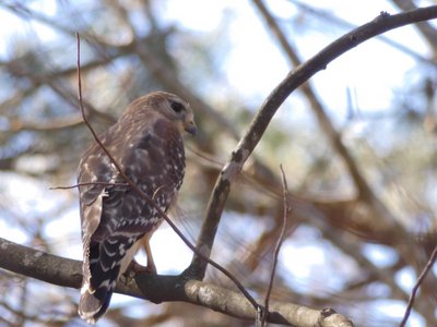 20190323 - Shelley Lake - Red-shouldered Hawk 1